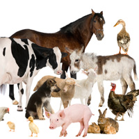 Verschiedene Haus- und Nutztiere sind auf einem Foto zu sehen.
